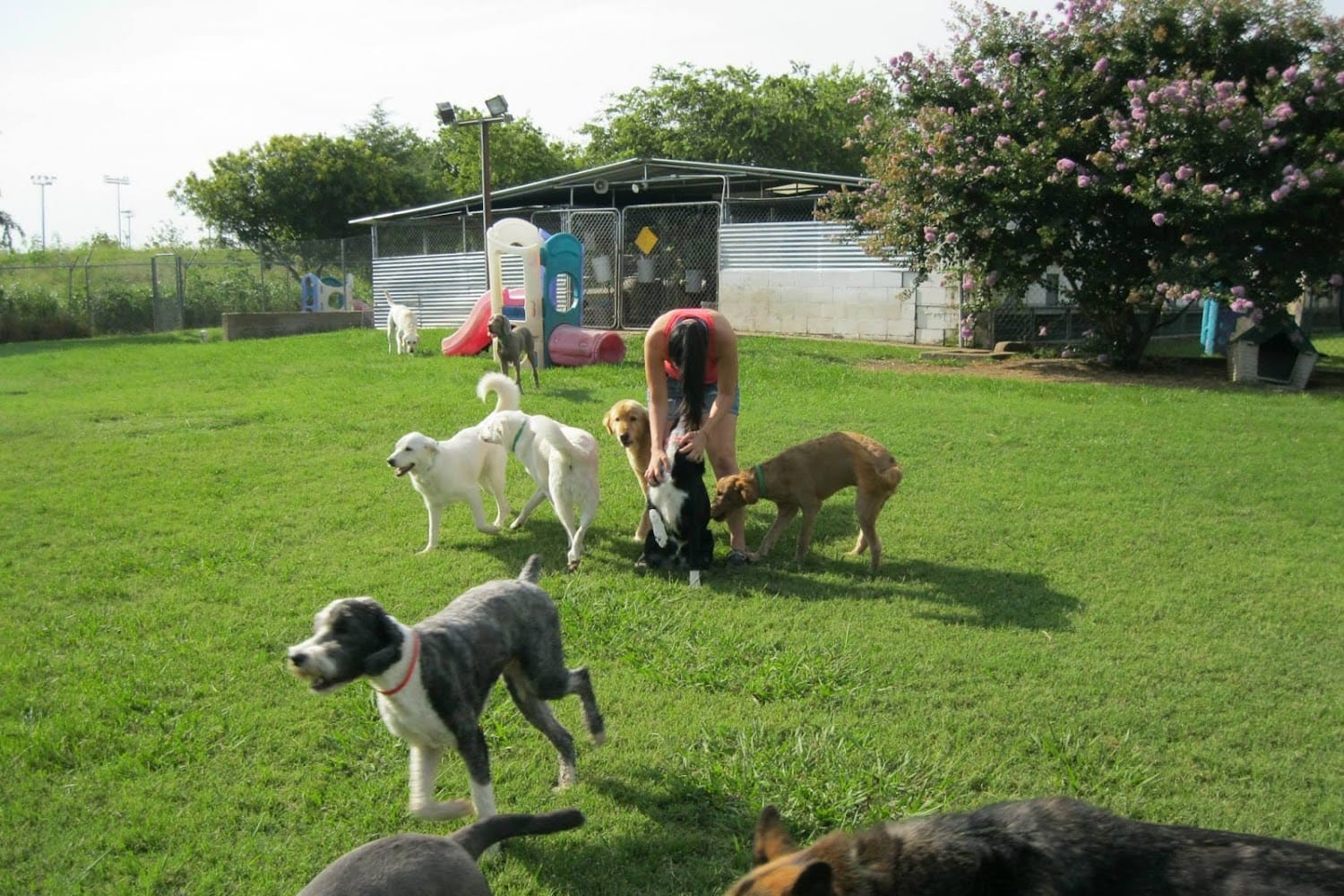 Arlington Humane Society