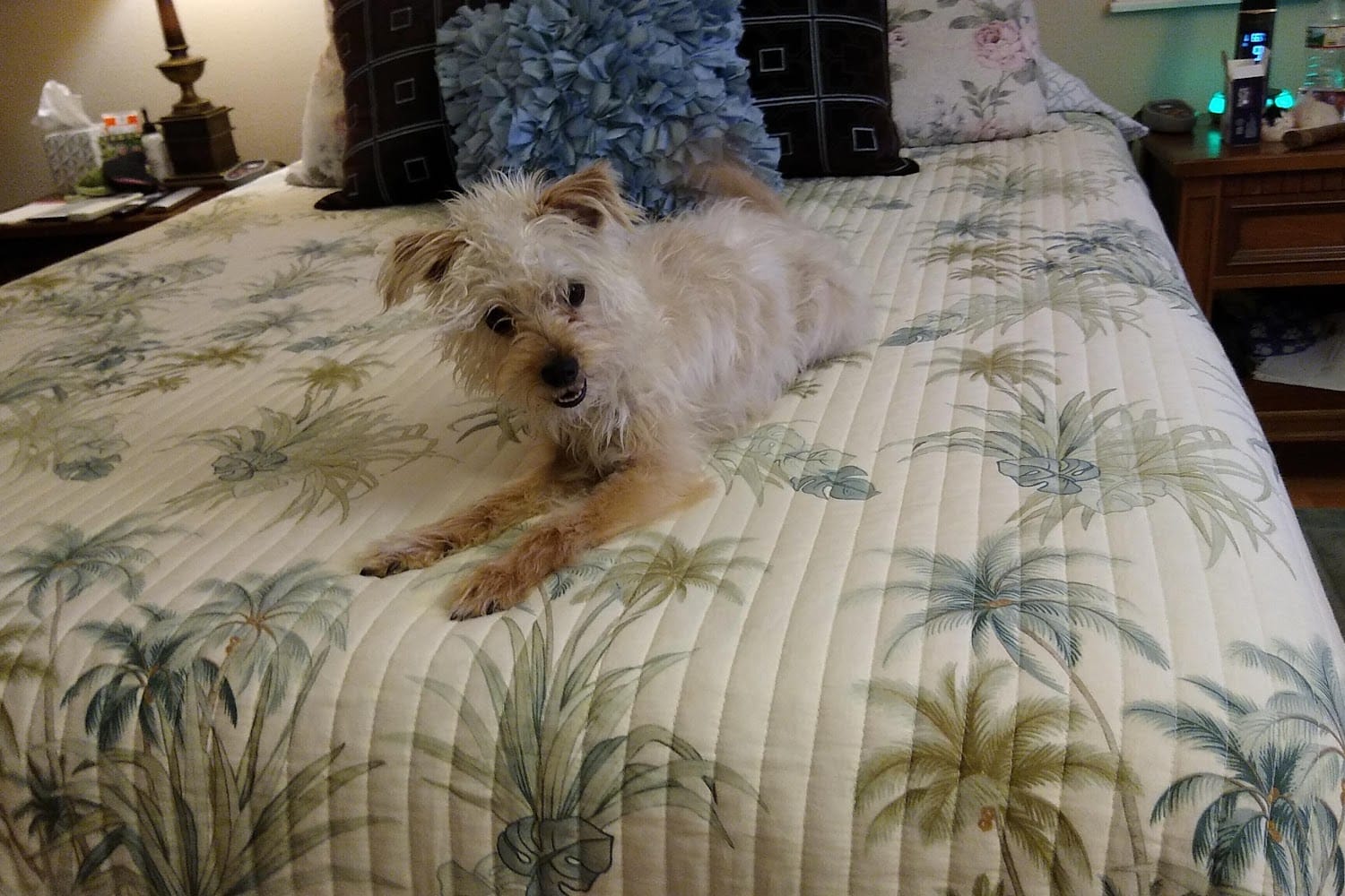 Irvine Animal Care Center