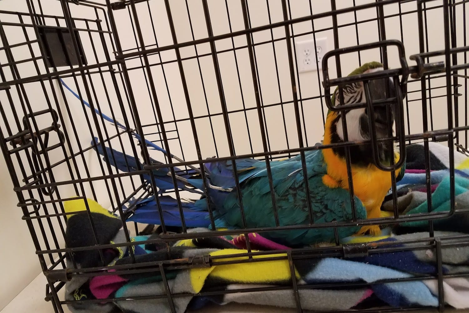 Spring Mills Veterinary Hospital