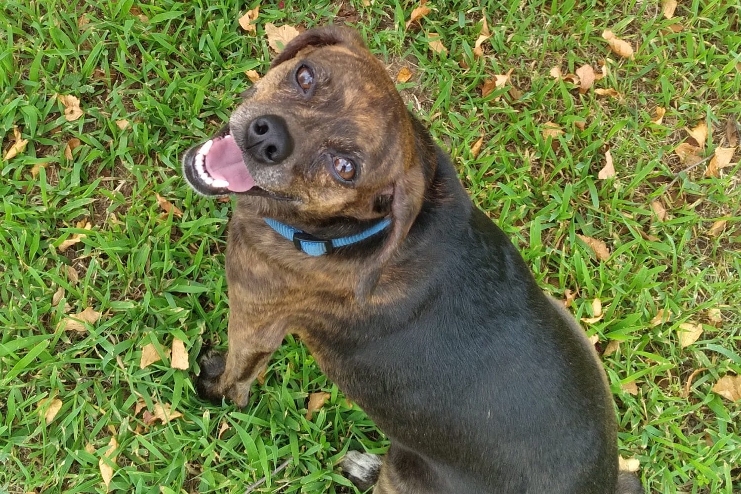 Pittsburgh Animal Shelter