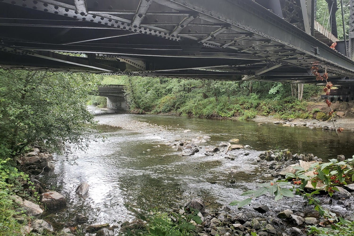 Washington Alaskan Malamute Adoption League