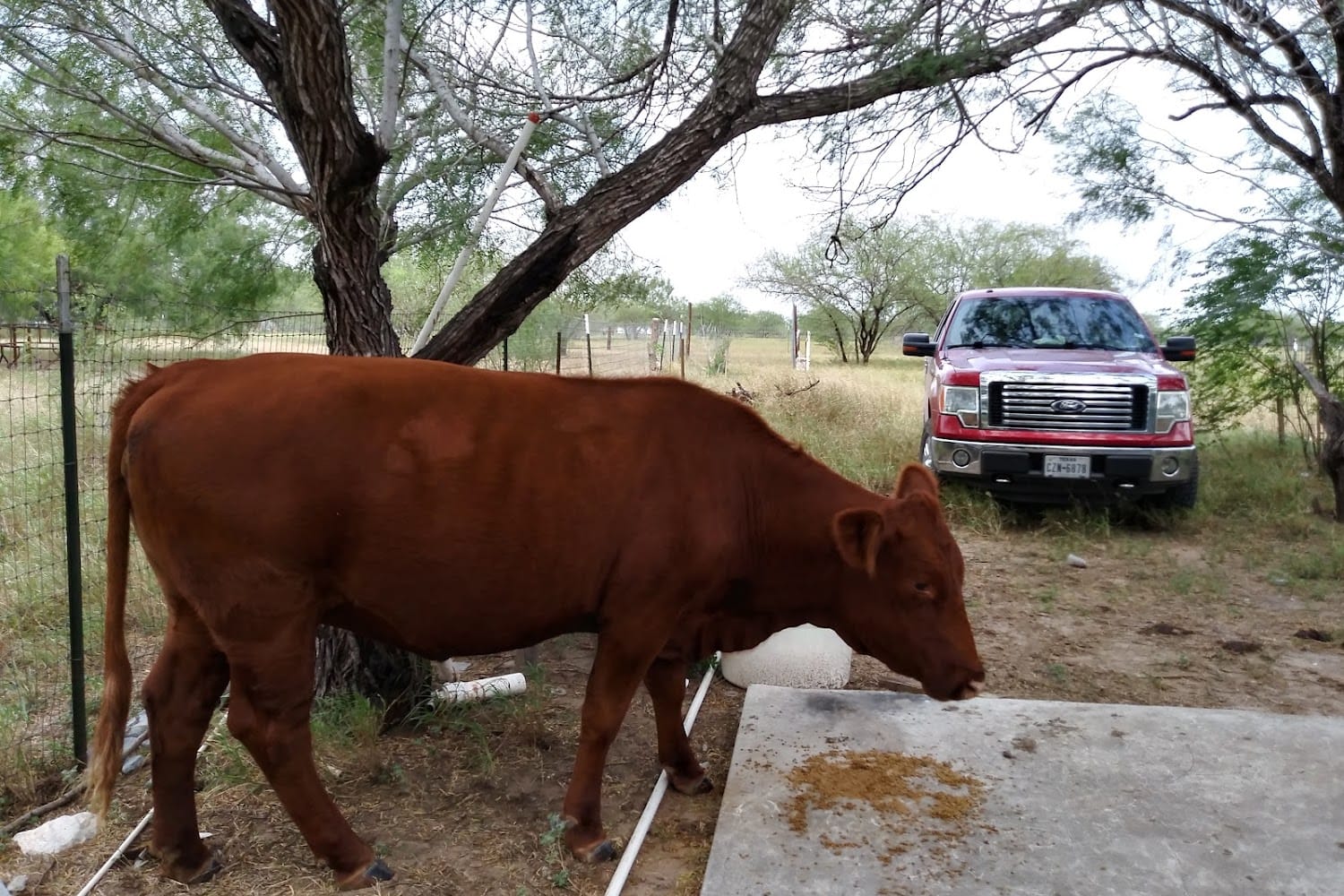 Starr County Housing Authority