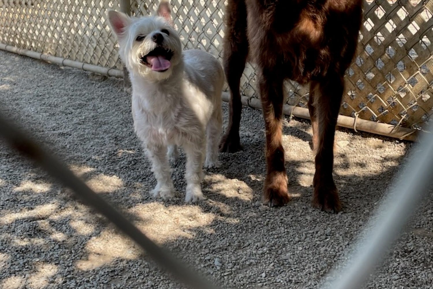 Patterson Animal Control