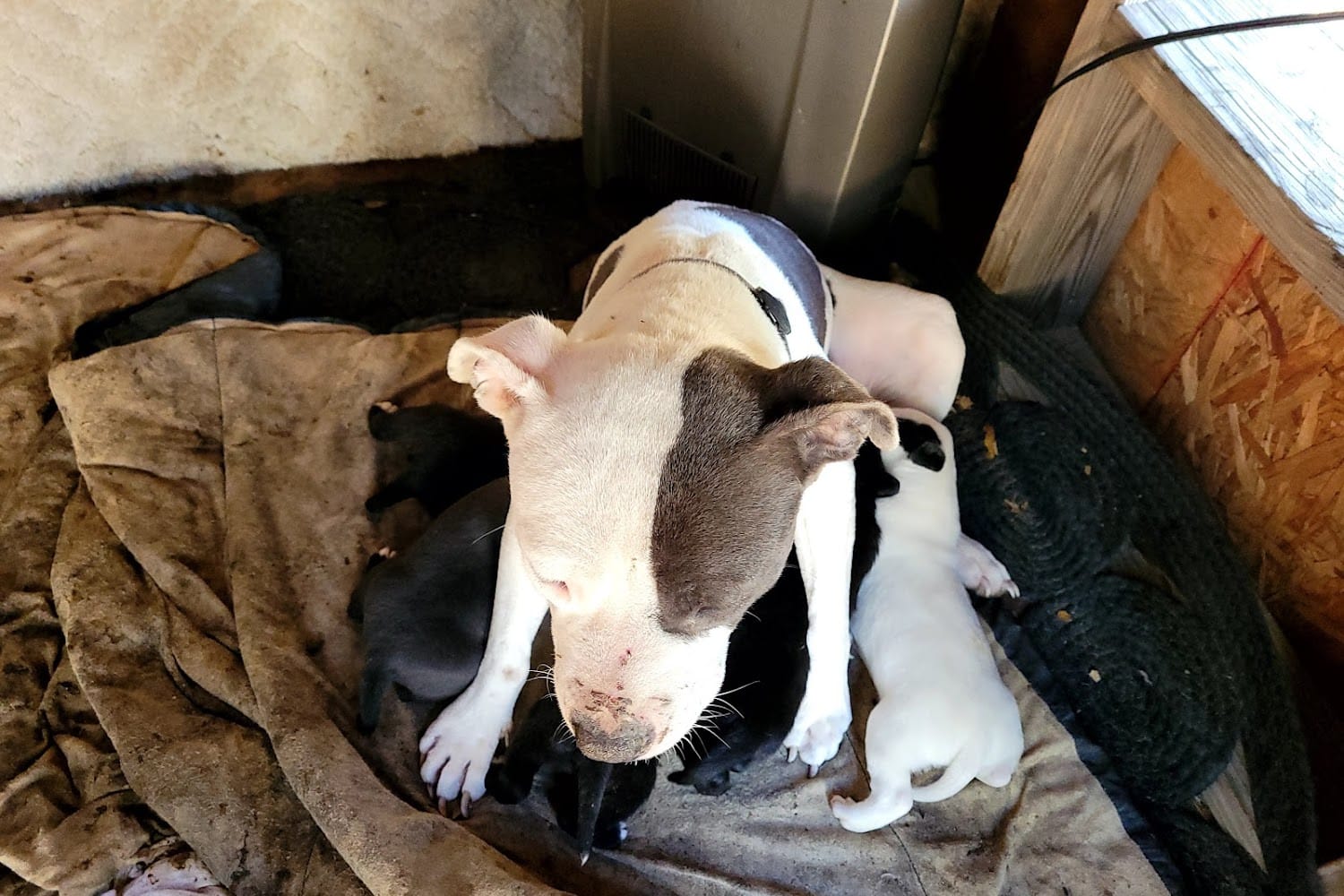 Mobile SPCA