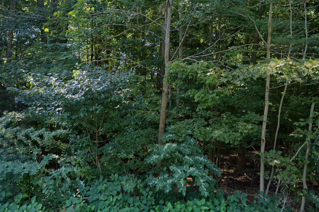 Randolph Municipal Pound