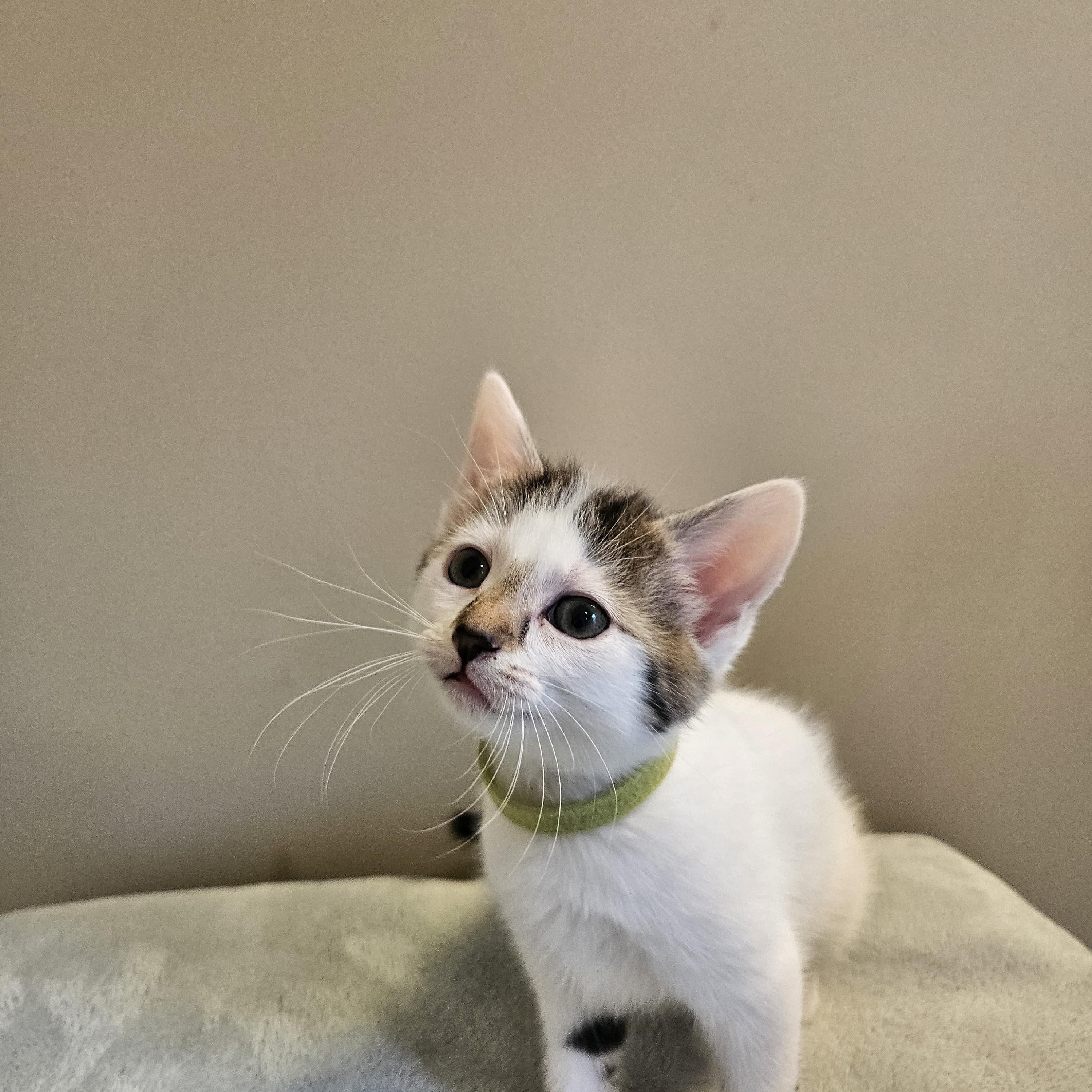 Portia