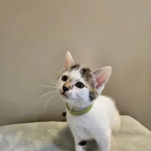 Portia