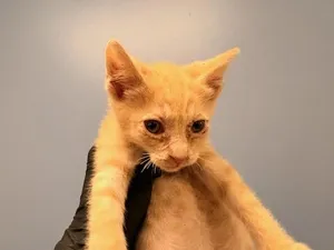 PRINCE