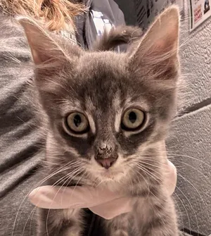 Clyde
