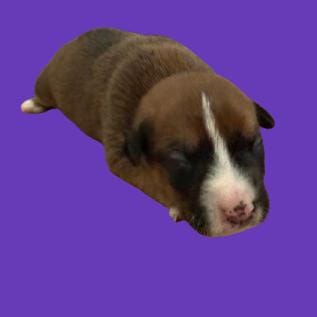 TUSC-Stray-83159_2_3_4_5_6