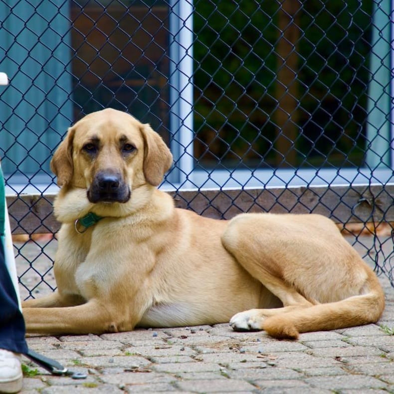 Ms. Survivor Hopper ( Tripaw)