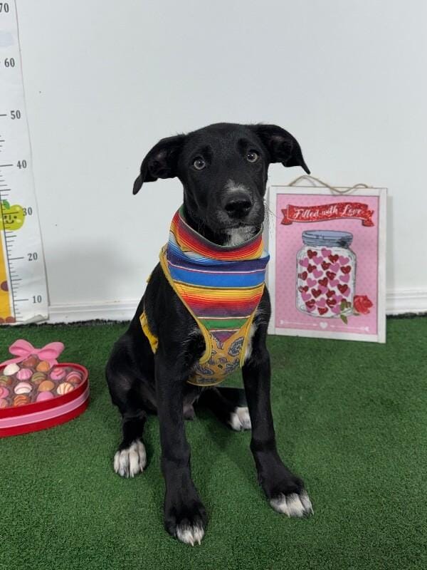 Jojo-One of our Amazing Rescue Dogs