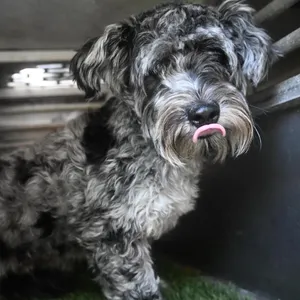 Benji