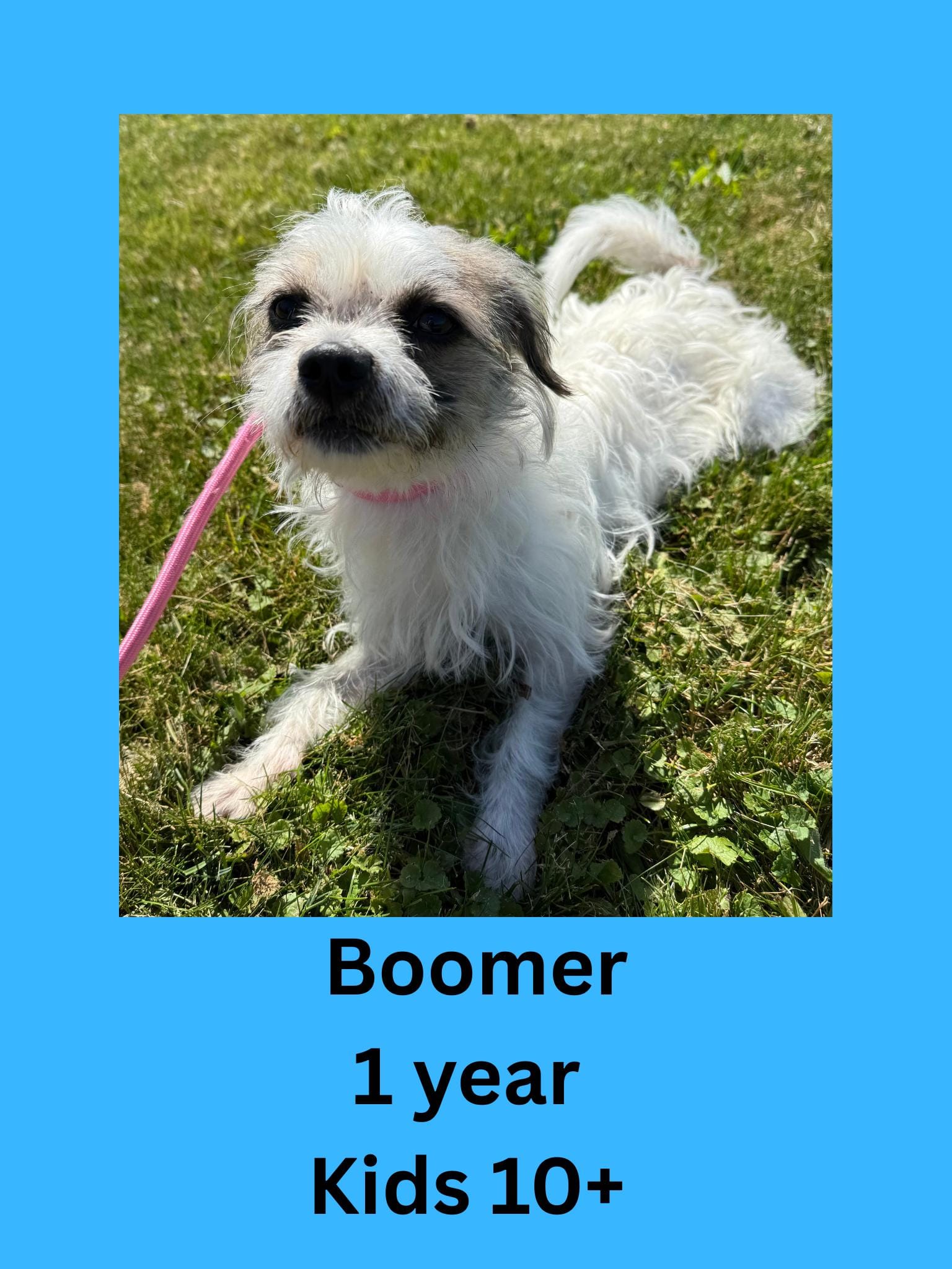 Boomer