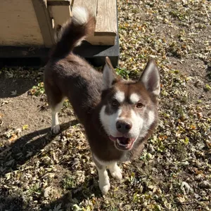 Adopt Nemo Today - Find Paw Pal