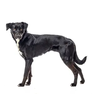 Beau