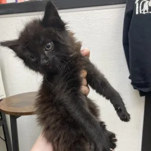 Litten