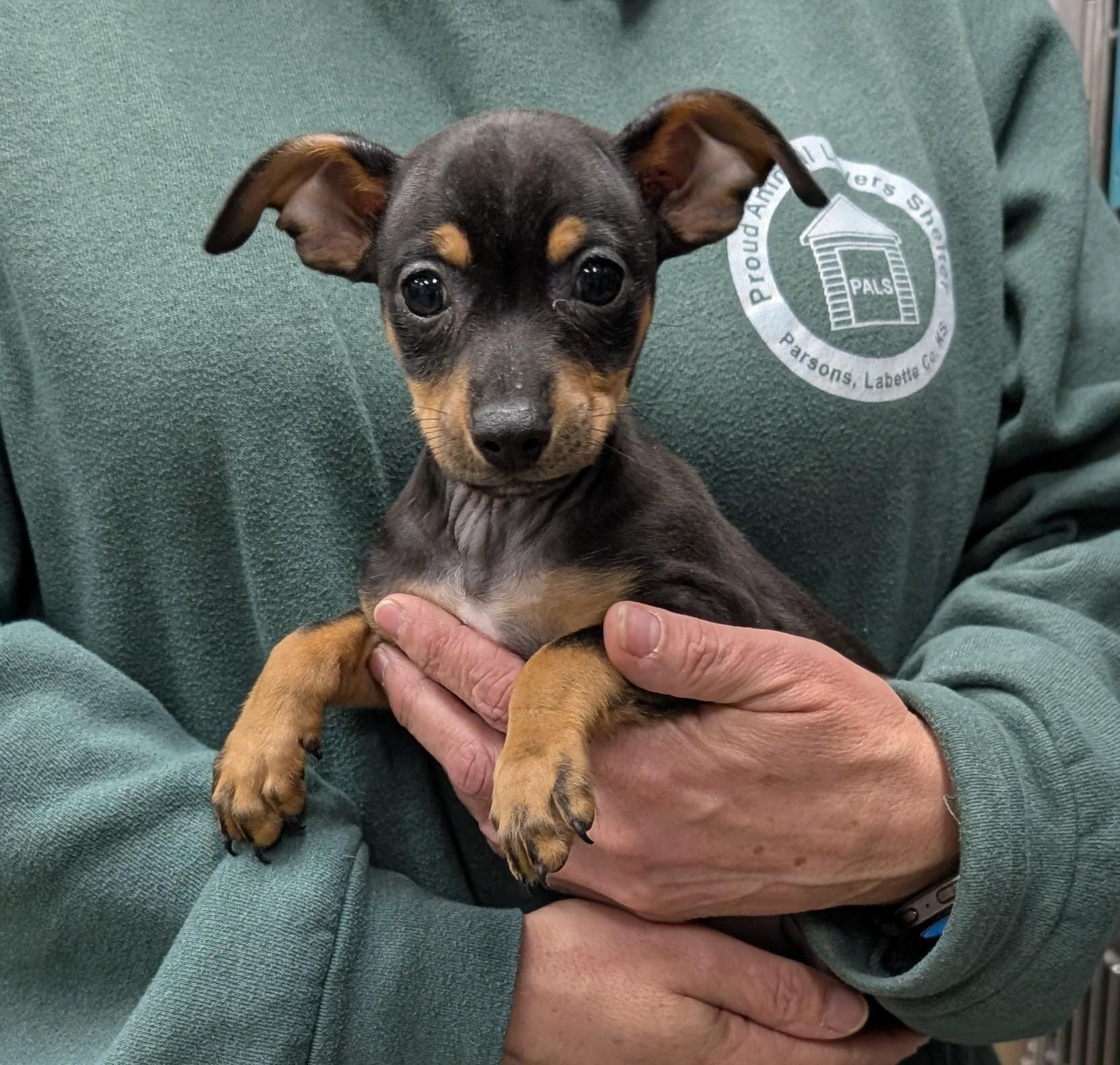 Adopt Champ Today - Find Paw Pal