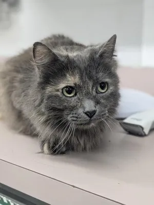 Rosie