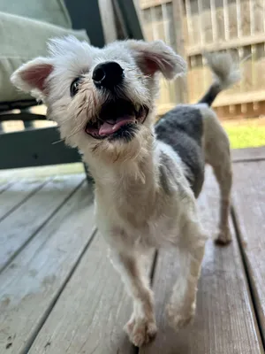Earl the one-eyed wonder