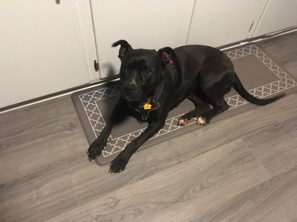 Bitsy (Courtesy Post)
