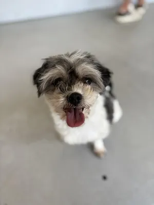 Cookie #1254