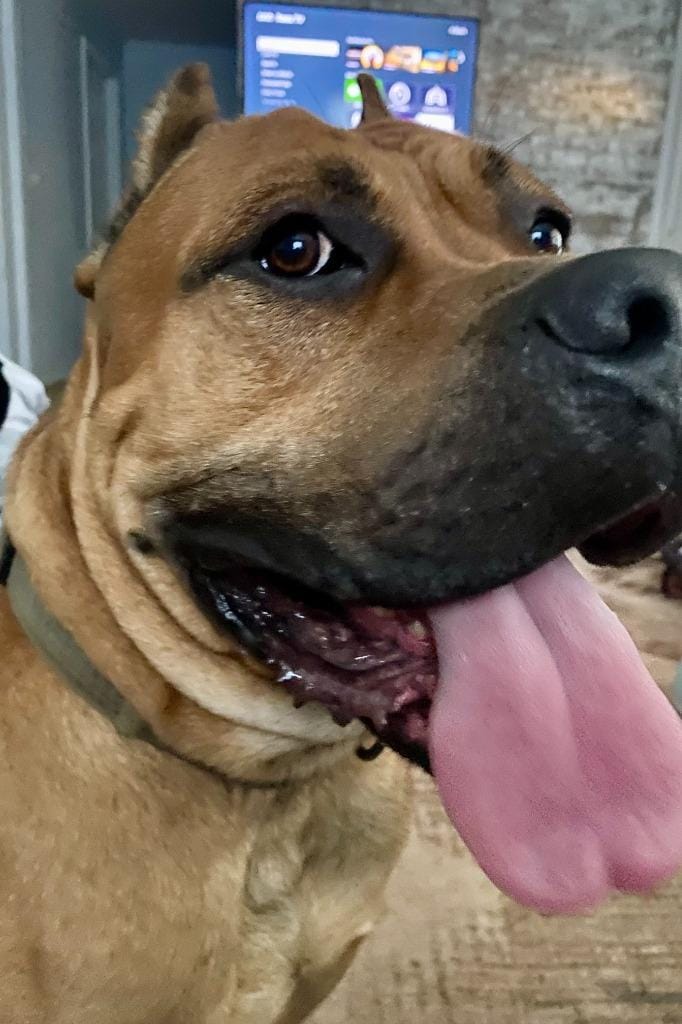 Cane Corso (Courtesy Post)