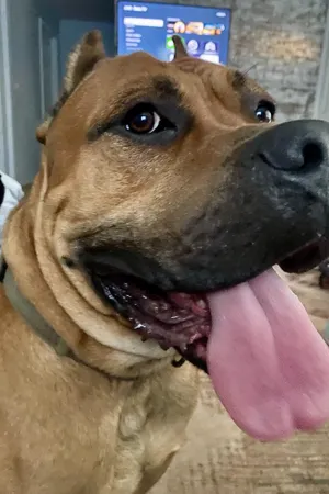 Cane Corso (Courtesy Post)