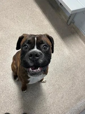 Winston