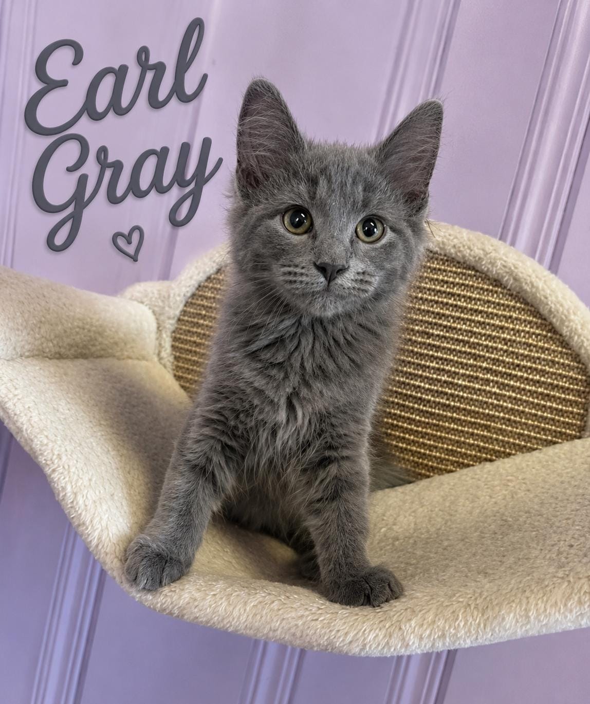 Earl grey