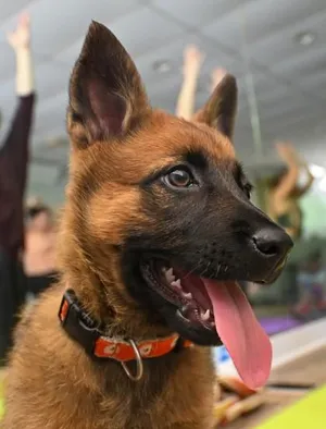 Maya