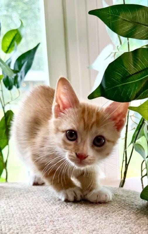 Muffin