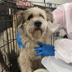 Benny