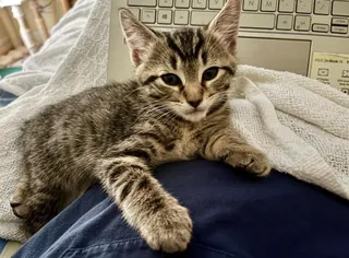 Pip