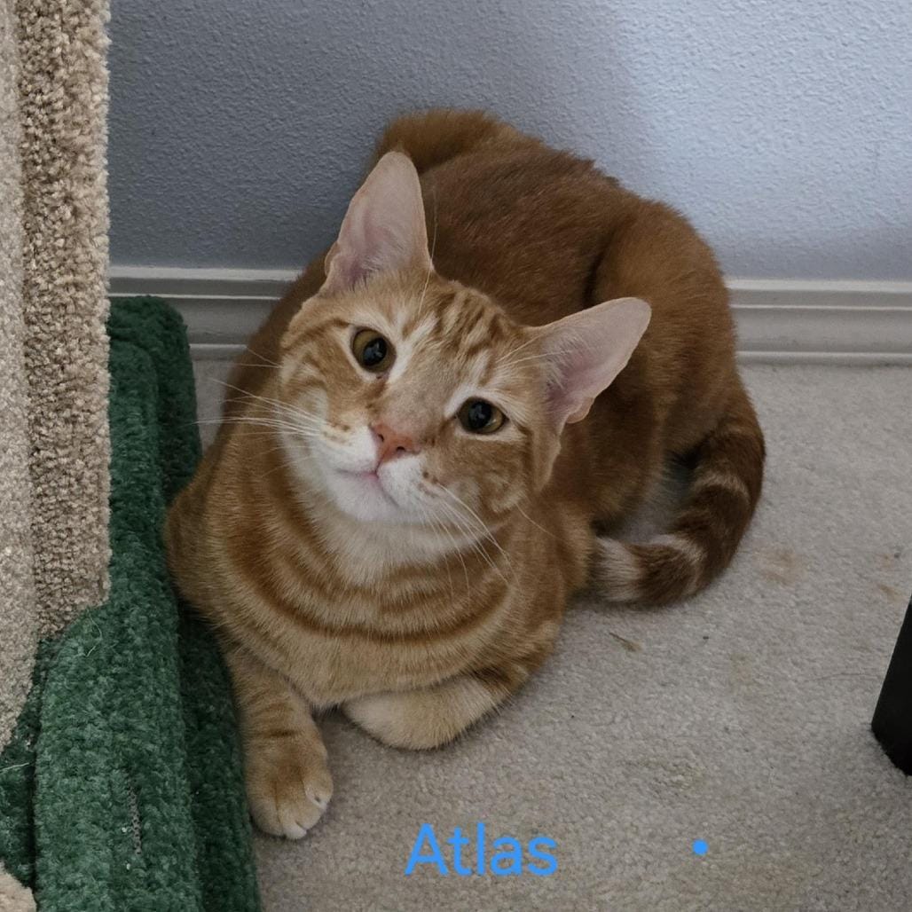 Atlas