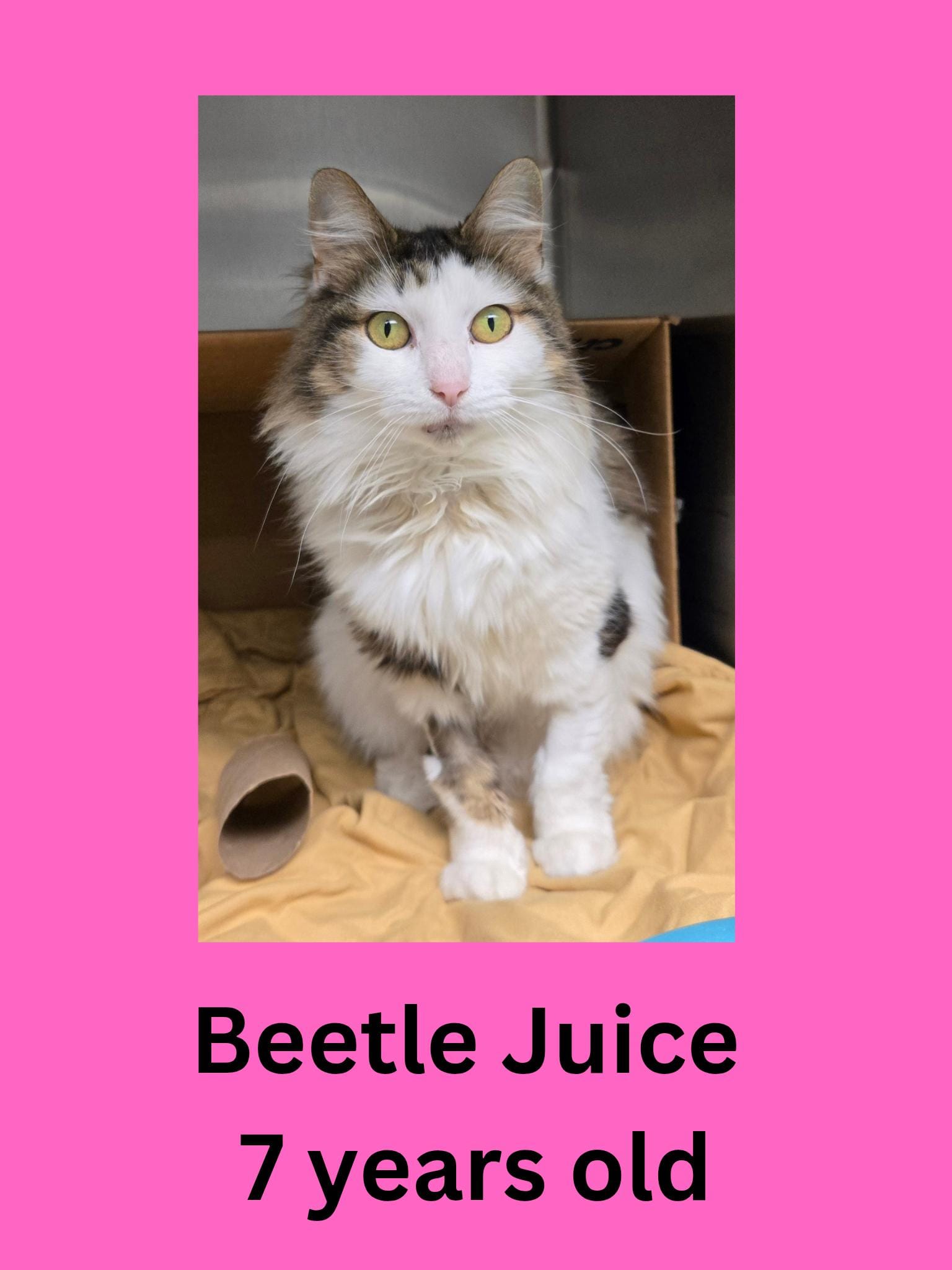Beetle Juice