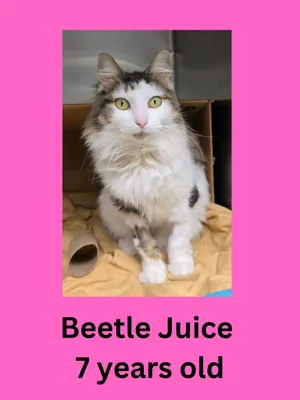 Beetle Juice