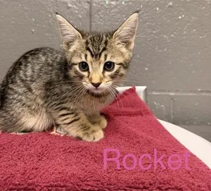 Rocket