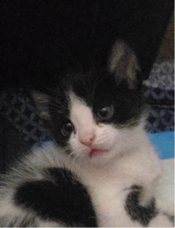 Poe BONDED with Oliver Hocus Pocus litter