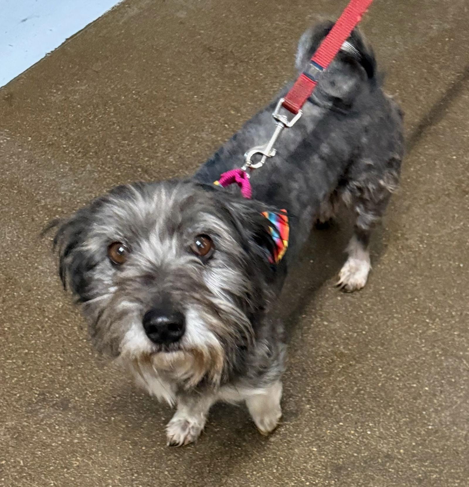 Adopt Chico Today - Find Paw Pal