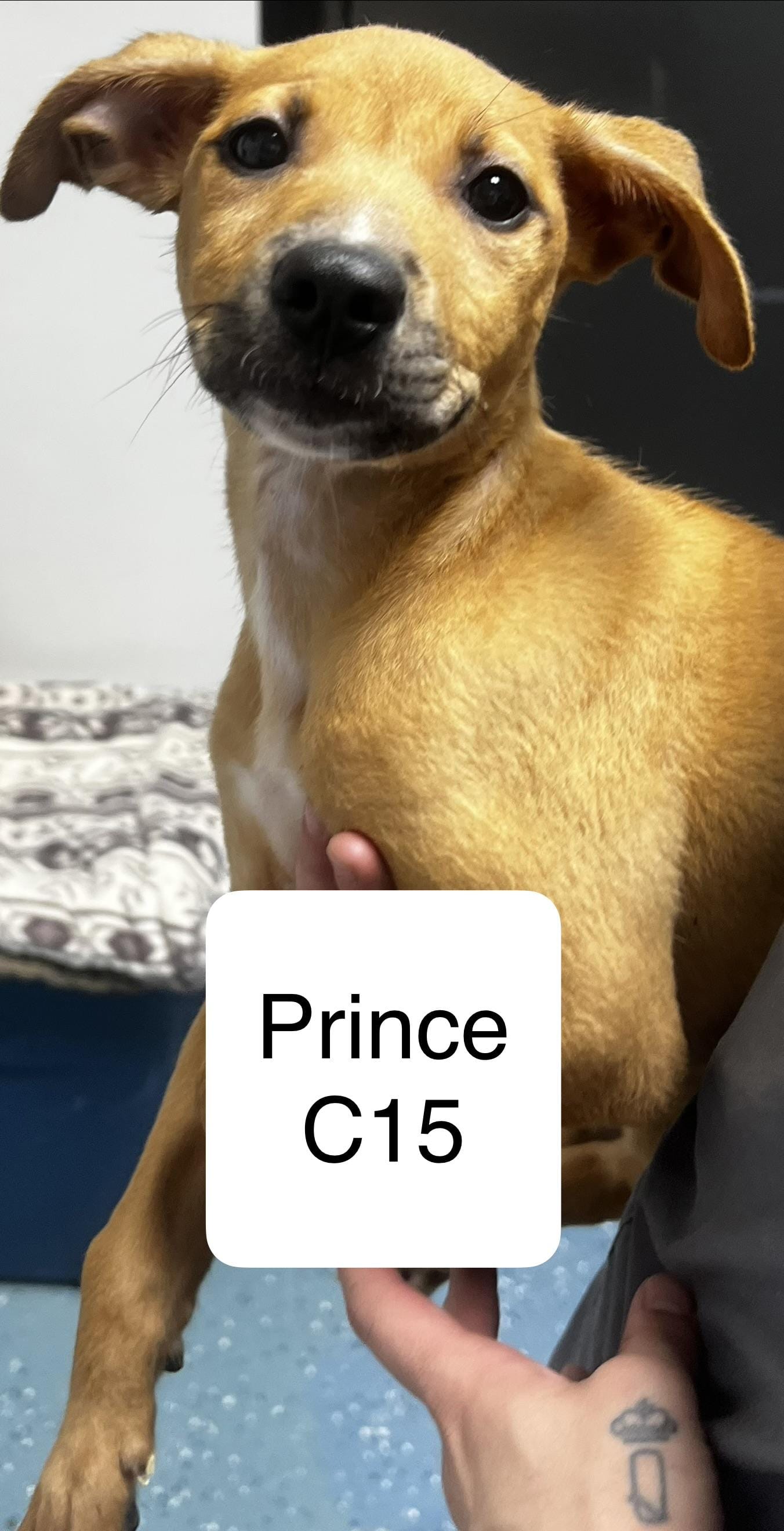Prince