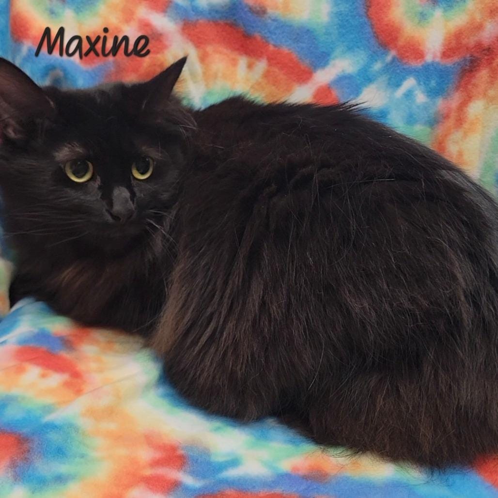 Maxine