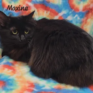 Maxine