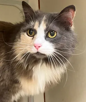 Ophelia (Ima) *Sponsored senior