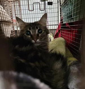 LUNA