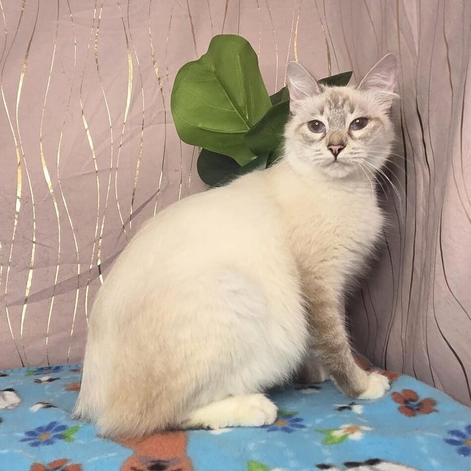 Mirelda