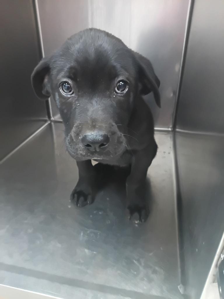 Jet