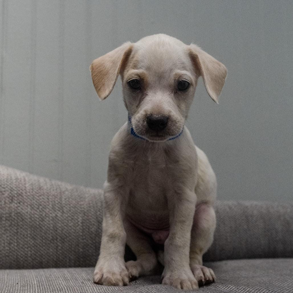 Zeke