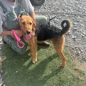 Adopt Dagwood - Adoption Pending Today - Find Paw Pal