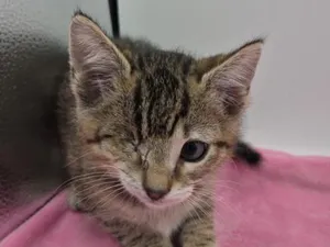 Linus